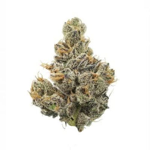 Apple crumble strain