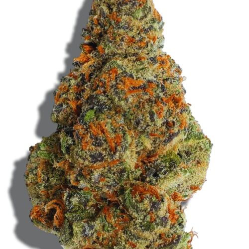 Baja blast strain