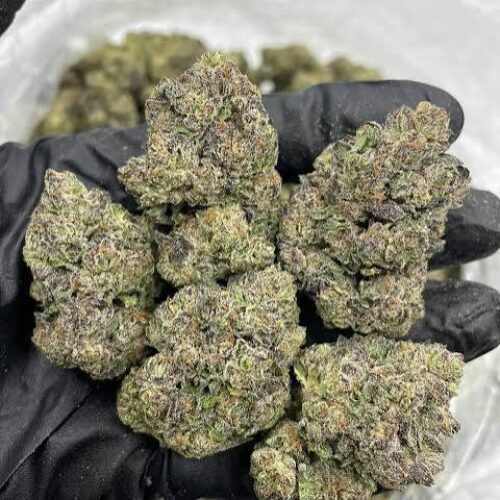 Blumosa strain