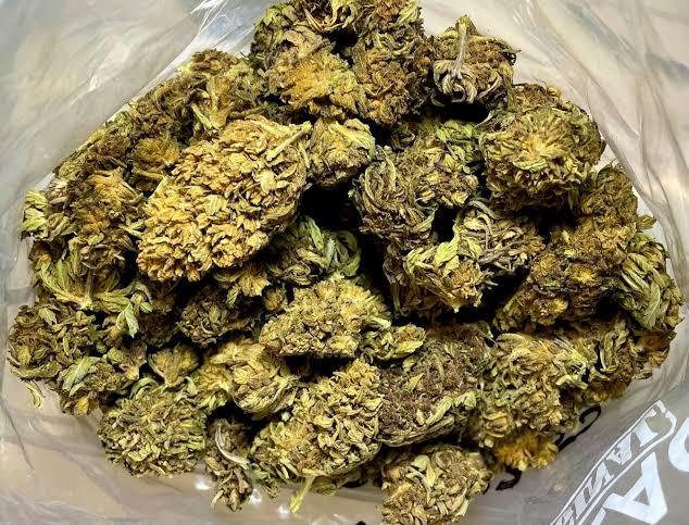 Cactus cooler strain