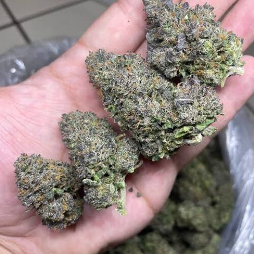 Candy lato strain
