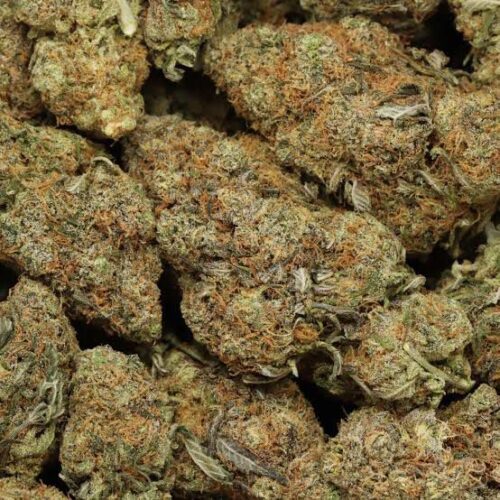 Chelato strain