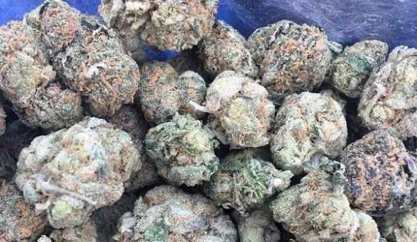 Coco pebbles strain