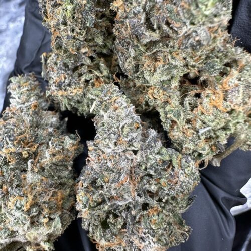 Blue Grape Strain