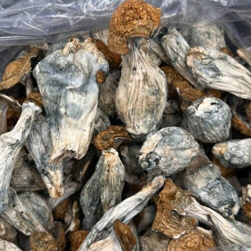 Makilla Gorilla Mushrooms